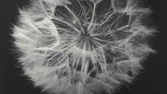 Olive Cotton (1911–2003) - Seed Head 1990 (detail)