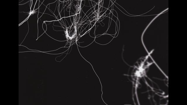 Nicci Haynes, Untitled, 2012  Digital print of a photogram.