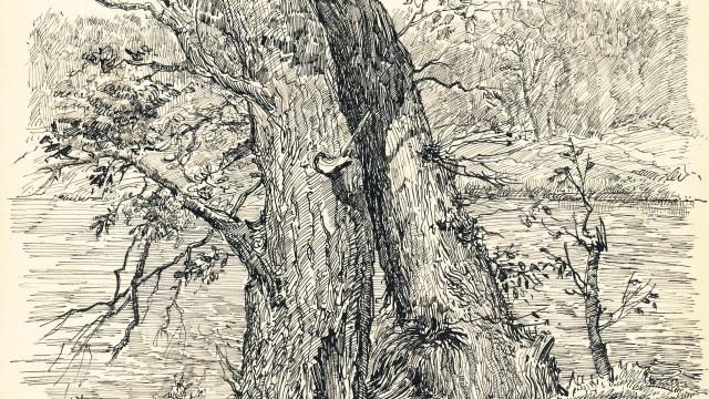 Galina Kizhapkina, Trees, 2011, pen and ink on paper
