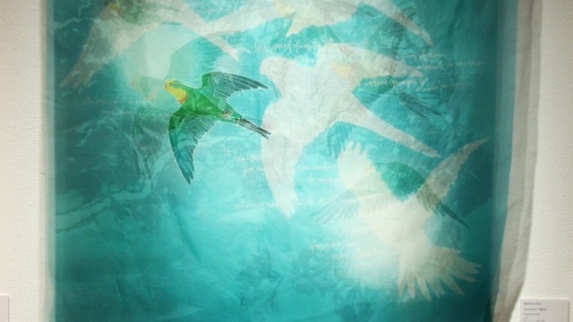 Melinda Heal, Degradation I – Superb Parrots, 2014, yuzen and katazome on silk organza, 100 x 100 x 15 cm