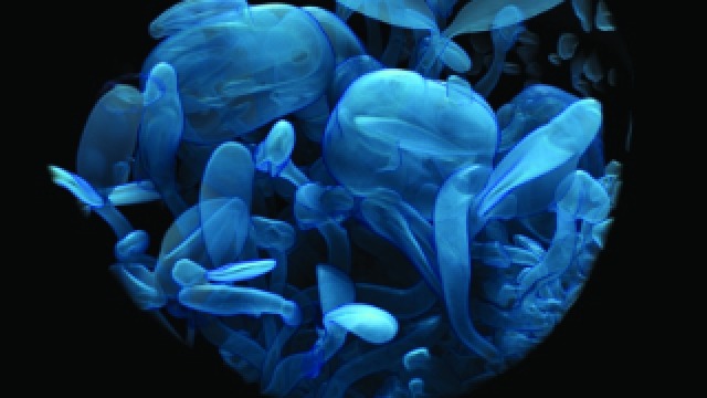 SOA 2013 Graduate Award winners Erica Seccombe - Grow: visualising nature at nanoscale (work in progress) 2013