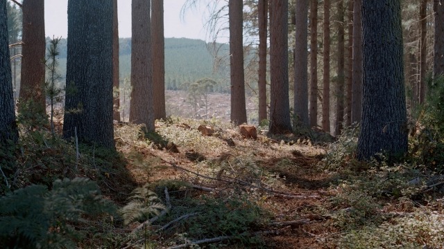 Jacob Raupach, Plantation #1 2015, archival inkjet print