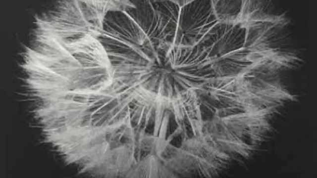 Olive Cotton Olive Cotton (1911–2003) - Seed Head 1990 (detail)
