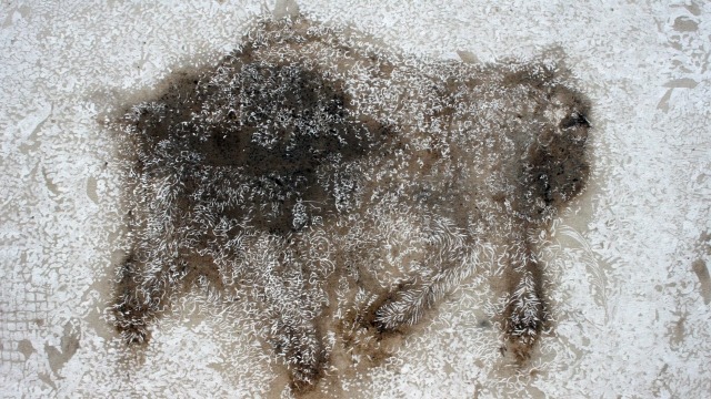 1/2013 Vanessa Barbay, Doctor of Philosophy, Painting. Sacred Field-Spring Lamb , 2011-12