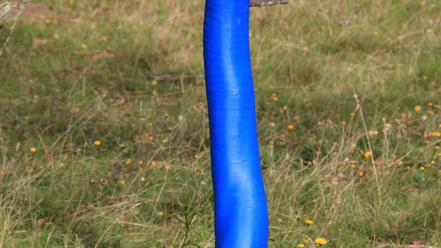 Amelia Zaeraftis, Tree in Blue [detail], Nunnock Swamp 2011