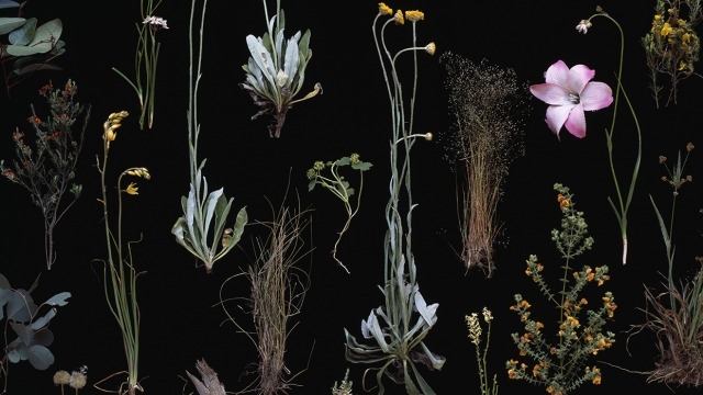 Carolyn Young, Connecting the Remnant Vegetation — Groundcover (detail), 2009