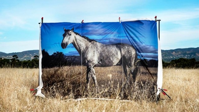CJ Taylor wins The Adelaide Park Lands Art Prize CJ Taylor - Pasha of the Park Lands, 2013