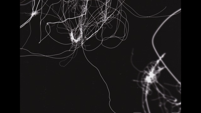 Nicci Haynes, Untitled, 2012  Digital print of a photogram.