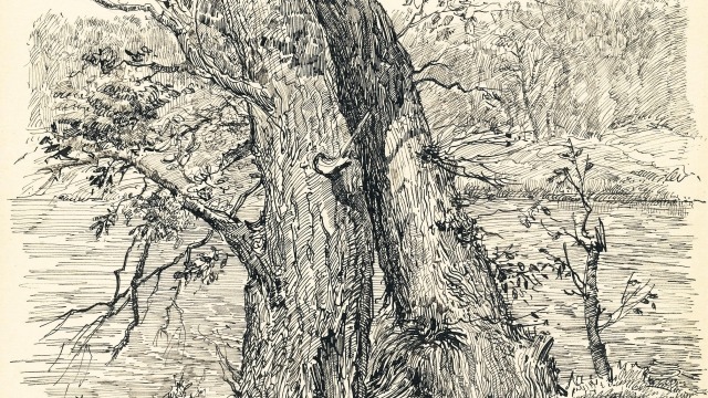 Russian Women in Art Galina Kizhapkina, Trees, 2011, pen and ink on paper