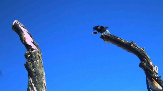 Artificial trees capture new bird species on candid camera Artificial trees capture new bird species on candid camera